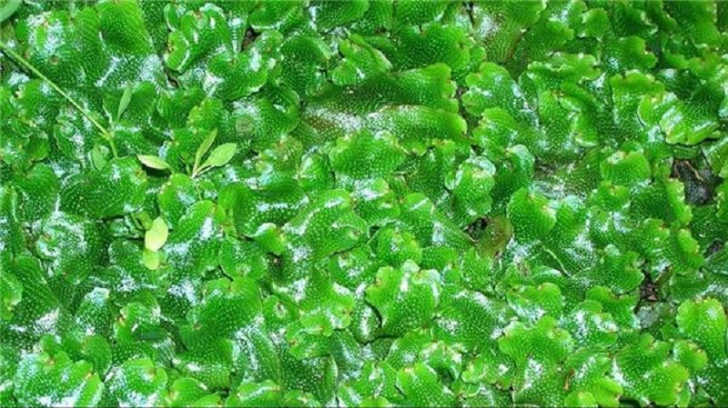 زمین با پدیده سبزشدن به جنگ گرمایش جهانی میرود