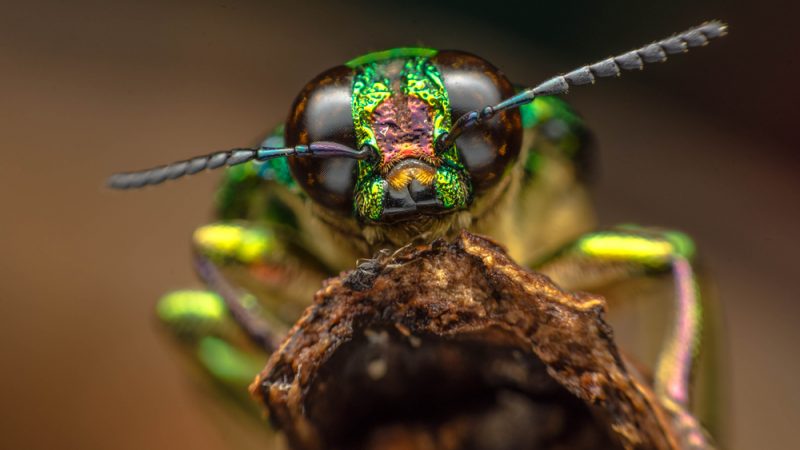 بحران کاهش جمعیت و تنوع حشرات
