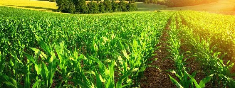 تأثیر آب سبز بر تولید غذا و تنوع زیستی