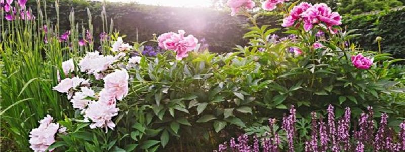 تاثیر عطر گیاهان در مقاومت آنها برابر سرما
