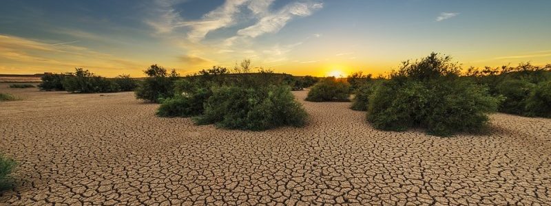 تاثیر مخرب خشکسالی و ریزگرد بر جنگل‌های زاگرس